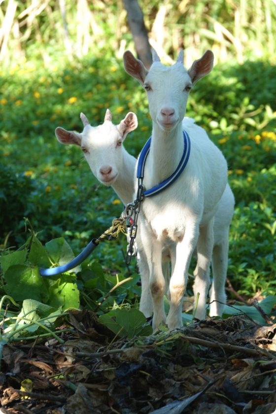 ひょっこりはん