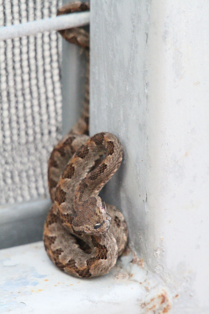 2015-09-06 07.13.06-1