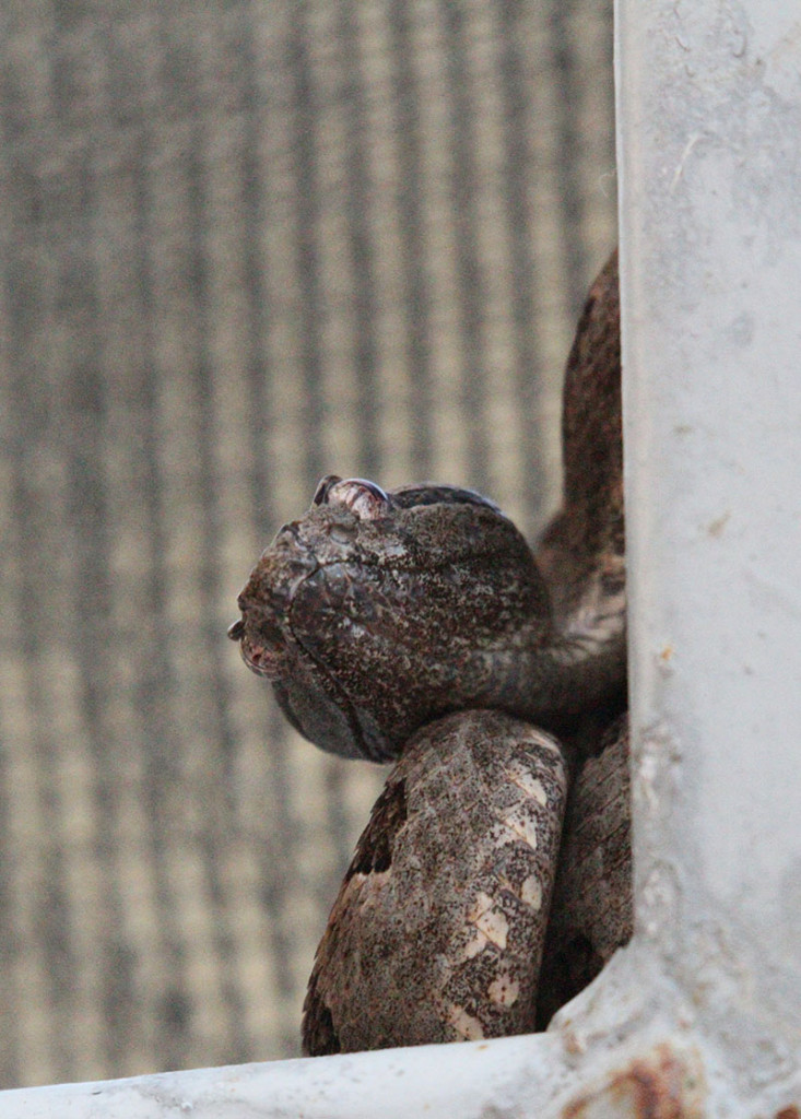 2015-09-06 07.14.16-2