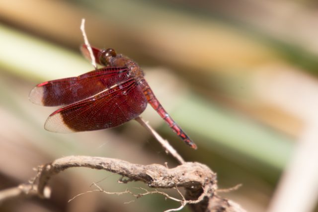 2016-05-08 11.23.02-2