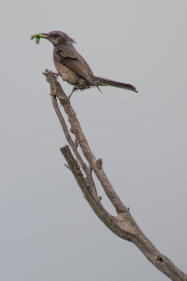 2016-05-08 12.20.22-1