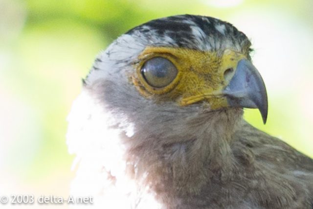 カンムリワシ　瞬膜