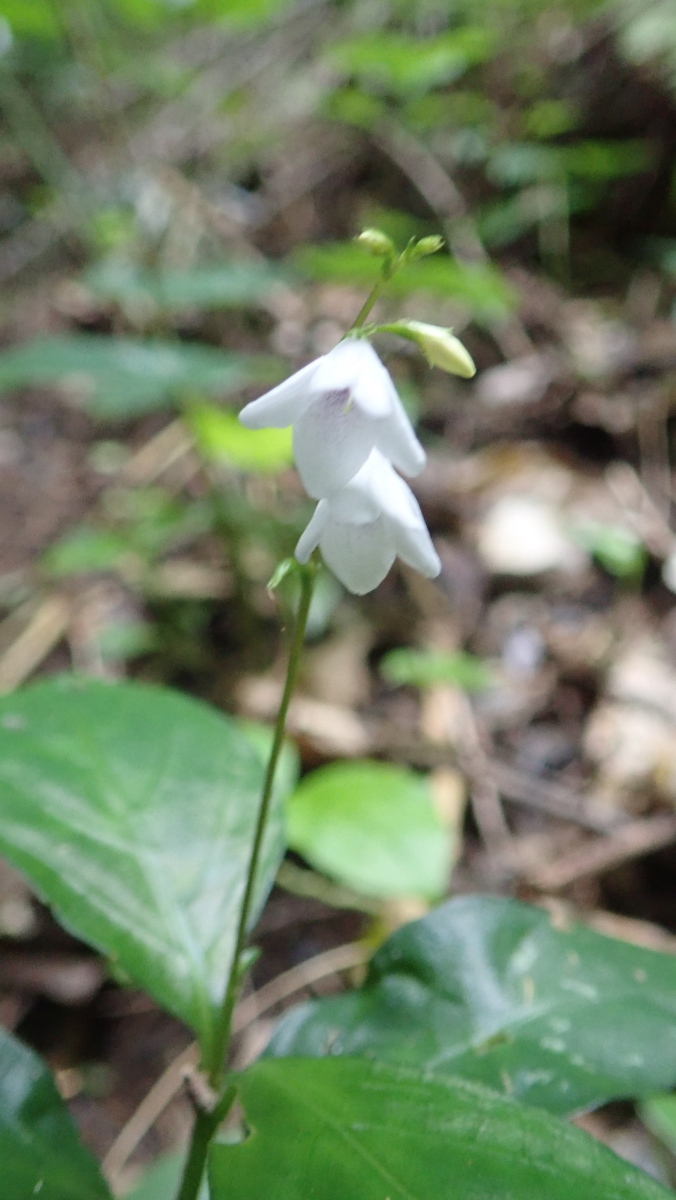 Confera Britannica Escola