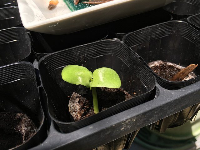 27611271110_8827bf528b_z