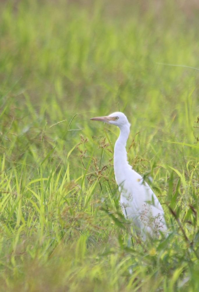 2016-10-23-14-26-58%e3%81%ae%e3%82%b3%e3%83%92%e3%82%9a%e3%83%bc-1