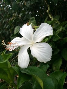 石垣島ワンだふる生活