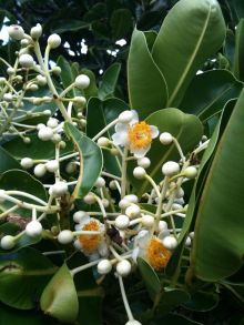 $石垣島ワンだふる生活