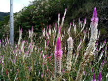 石垣島ワンだふる生活