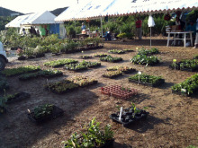 石垣島ワンだふる生活