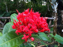 石垣島ワンだふる生活