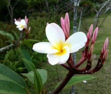 石垣島ワンだふる生活