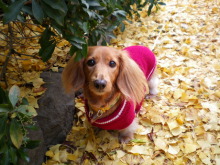 石垣島ワンだふる生活