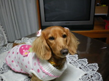 石垣島ワンだふる生活