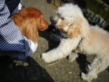 石垣島ワンだふる生活