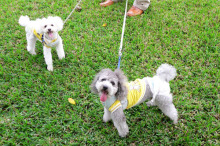 石垣島ワンだふる生活