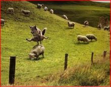 $石垣島ワンだふる生活