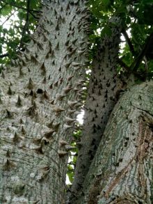 石垣島ワンだふる生活