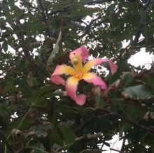 $石垣島ワンだふる生活