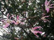 $石垣島ワンだふる生活