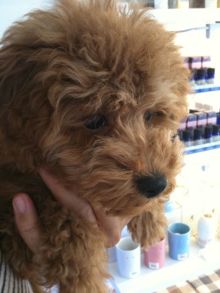 $石垣島ワンだふる生活