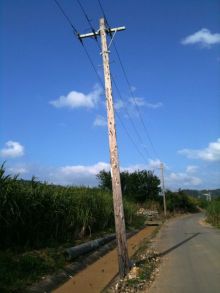 $石垣島ワンだふる生活