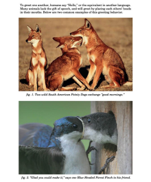 $石垣島ワンだふる生活