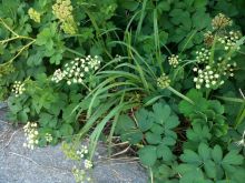 $石垣島ワンだふる生活