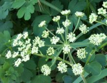 $石垣島ワンだふる生活