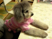 $石垣島ワンだふる生活