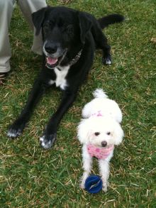 $石垣島ワンだふる生活