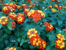 $石垣島ワンだふる生活