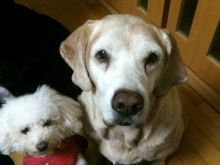 石垣島ワンだふる生活