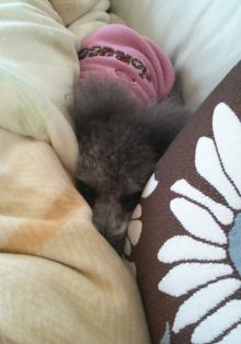 $石垣島ワンだふる生活