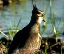 $石垣島ワンだふる生活