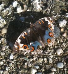 $石垣島ワンだふる生活