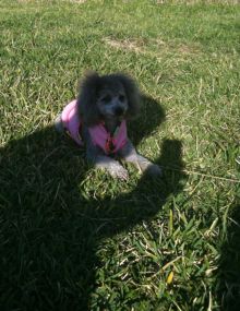 $石垣島ワンだふる生活