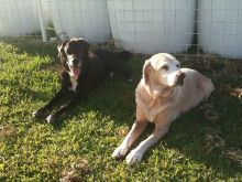 $石垣島ワンだふる生活