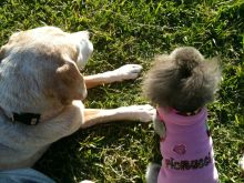 $石垣島ワンだふる生活