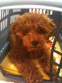 $石垣島ワンだふる生活