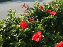 $石垣島ワンだふる生活