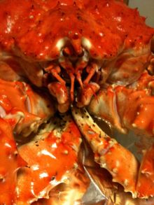 $石垣島ワンだふる生活