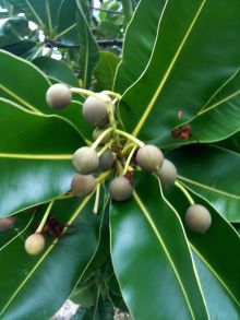 $石垣島ワンだふる生活