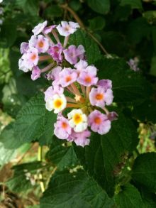 $石垣島ワンだふる生活