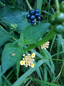 $石垣島ワンだふる生活