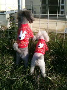 $石垣島ワンだふる生活