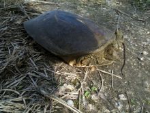 $石垣島ワンだふる生活