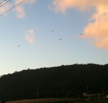 $石垣島ワンだふる生活