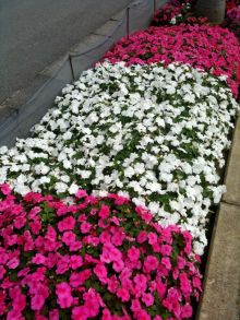 $石垣島ワンだふる生活