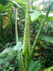 $石垣島ワンだふる生活