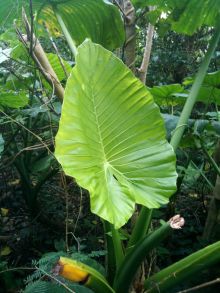 $石垣島ワンだふる生活